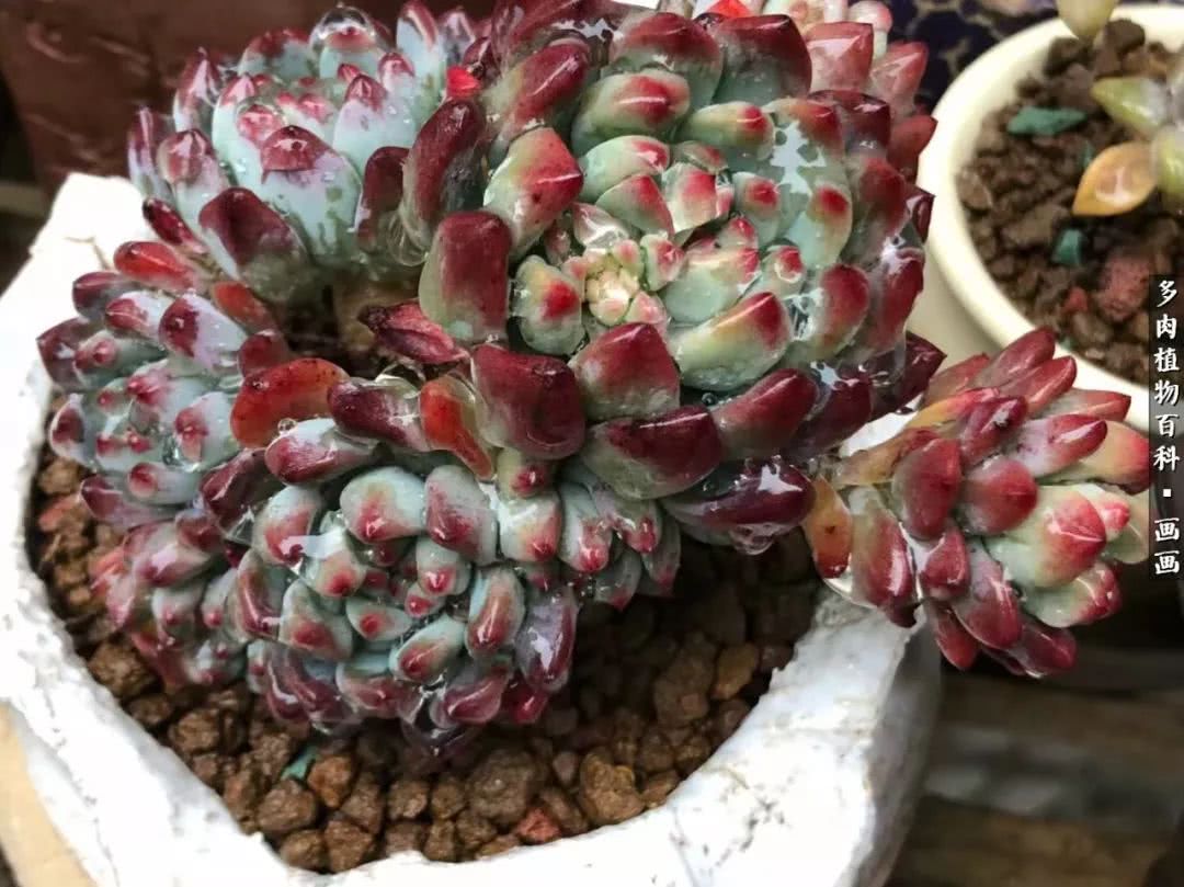 鍒氬ソ閬囪浣犵編濂虫埛澶栫増,鍒氬ソ閬囪澶氳倝