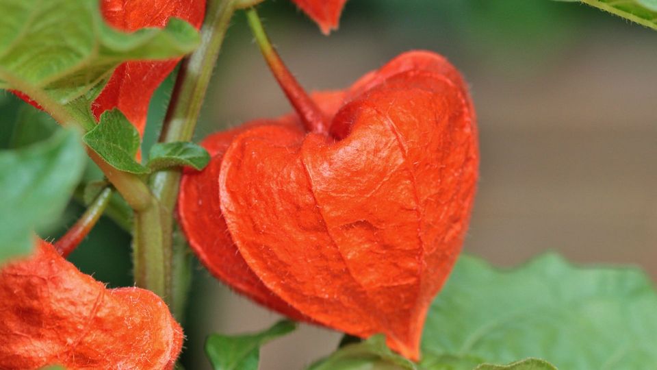 这种草专门长在坟地，俗称“鬼灯笼”，过去不敢吃，现在成稀罕物