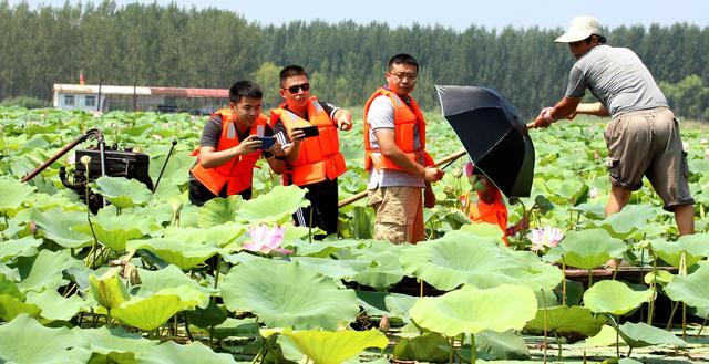 微山湖湿地荷花全景图,微山湖坐船赏荷花