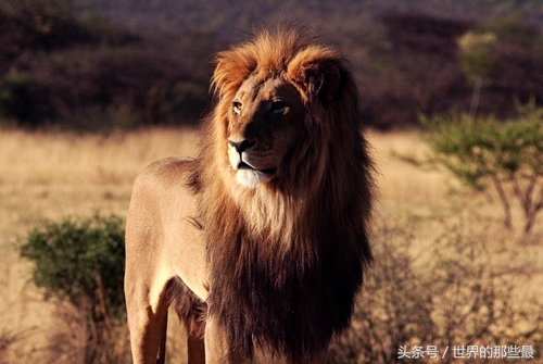 客观评价狮虎斗胜率,狮子和老虎能打过狮虎兽吗