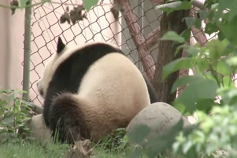 当熊猫遇上世界杯巨星，一波“熊猫滚”强势来袭！傻傻分不清！