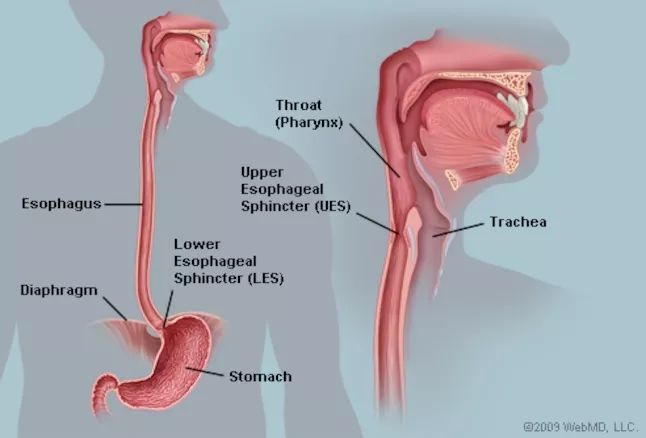 为什么人类的身体构造这么完美,人类身体结构有什么不完美之处