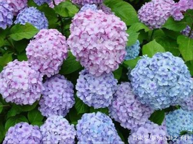 粉色玫瑰和绣球花的花语,粉色绣球花的花语期待美好的爱情