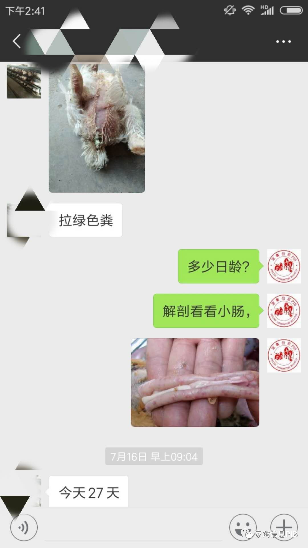 后期鸡吃料不增怎么办,肉鸡后期吃葡萄糖好吗