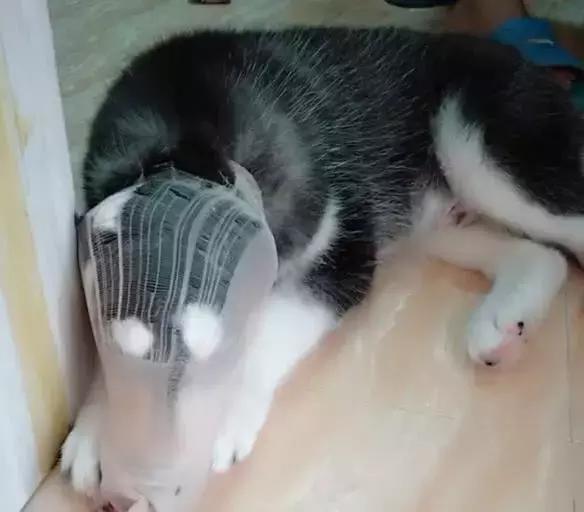 小二哈被女主人骂后白眼睛,小二哈咬主人的袜子