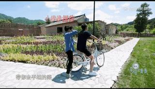 大s版杉菜有多不好惹,为什么杉菜叫做大s