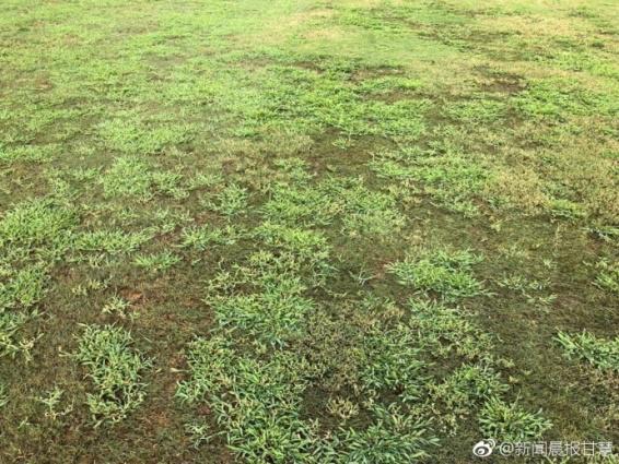 建业vs申花,申花vs建业最新预测