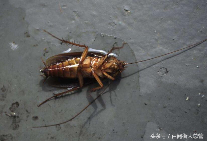 蟑螂怎么消灭最彻底不用药,蟑螂怎么正确消灭最彻底小妙方