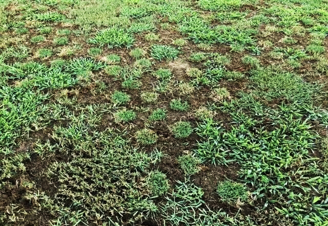 中超河南建业vs上海申花,中超比赛上海申花河南建业