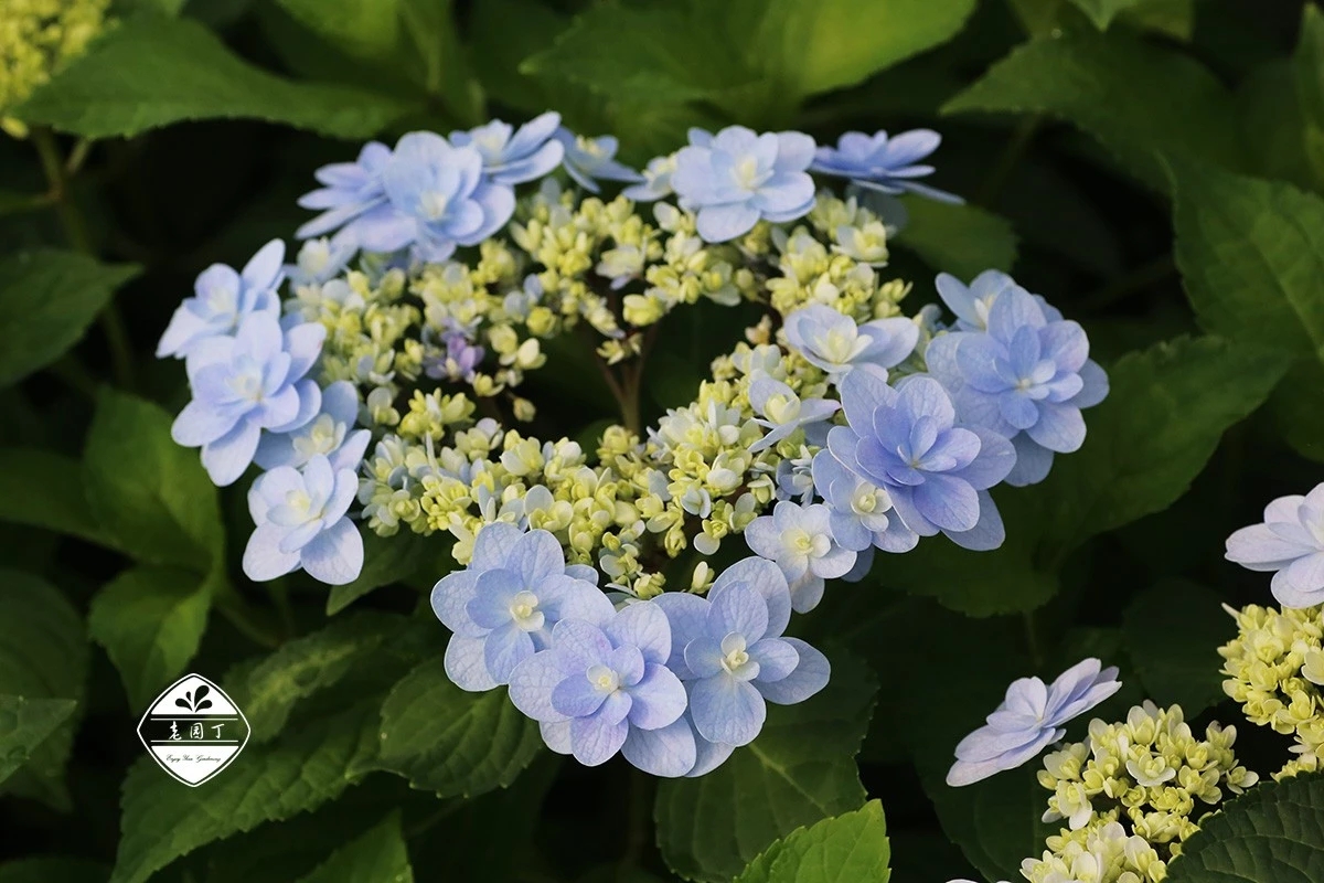 绣球花佳橙怎么样,绣球佳澄特性