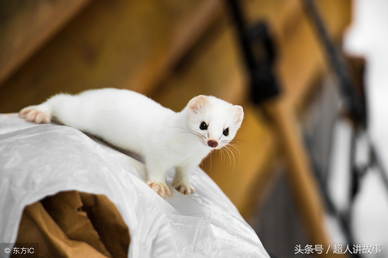 中国民间故事修行的黄鼠狼,黄鼠狼民间40个真实故事