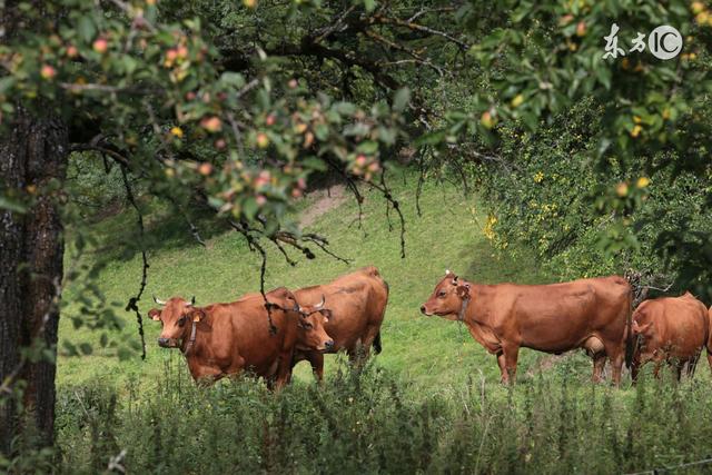 属牛人的贵人是谁,属牛人的正缘是属什么