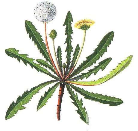 精油为什么有疗愈作用,精油为什么可以疗愈