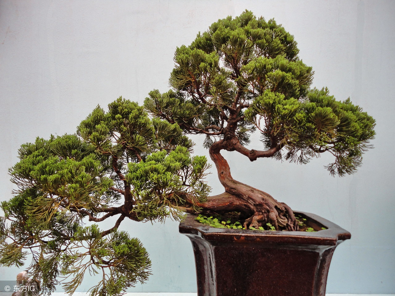 绝美优雅的盆景欣赏（太漂亮了，快分享给朋友吧！）