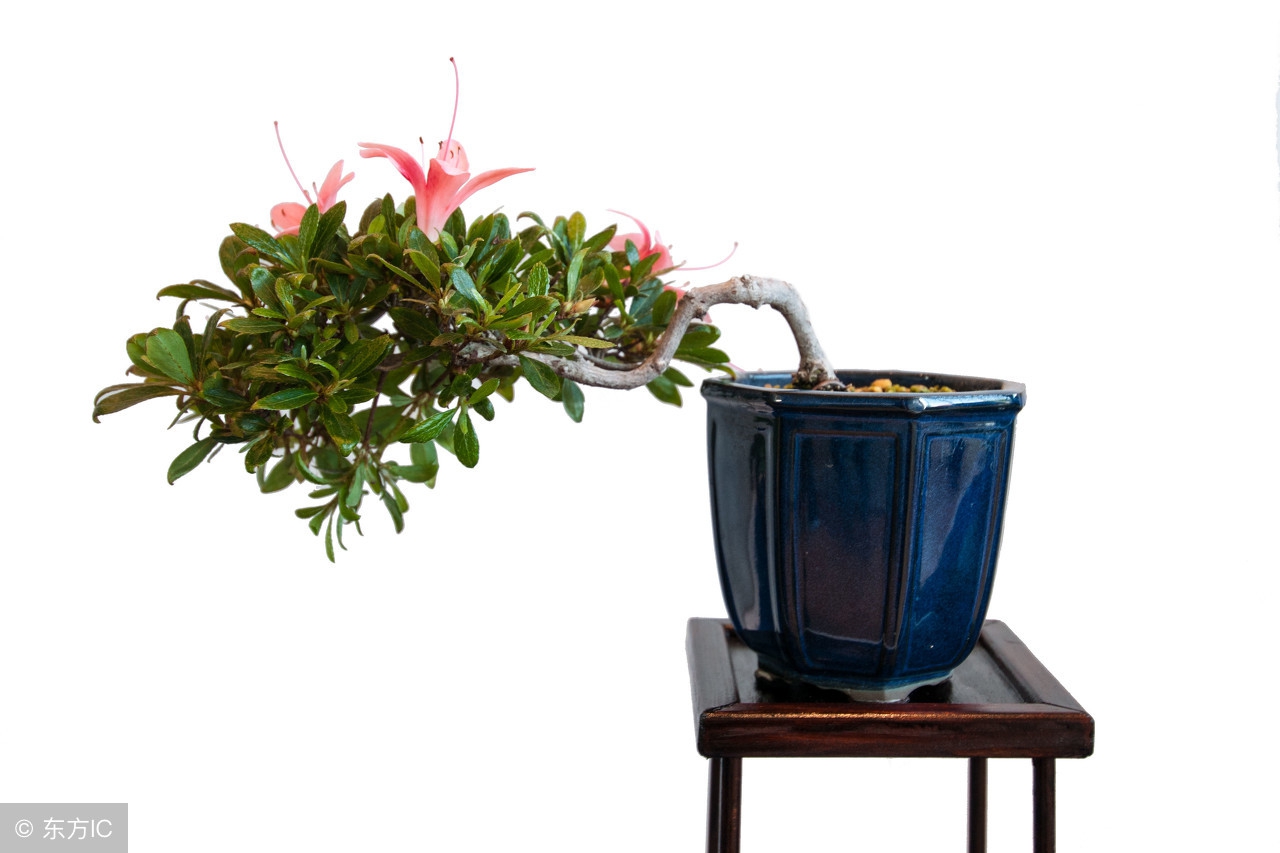 绝美优雅的盆景欣赏（太漂亮了，快分享给朋友吧！）