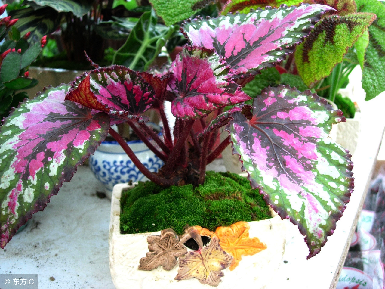 清韵优雅的盆景欣赏,盆景欣赏难得一见的绝美盆景艺术