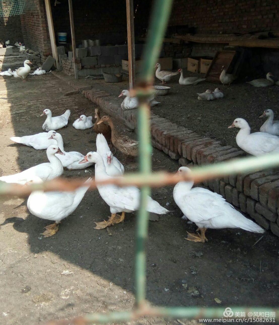 淄川哪有卖散养鸡,淄川三台山散养公鸡