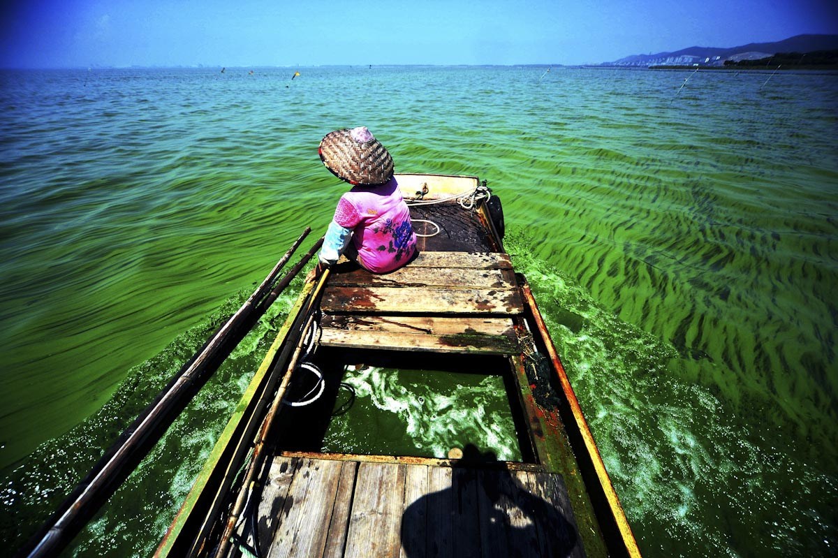 湖泊常见的浮游生物,湖泊出现奇特生物