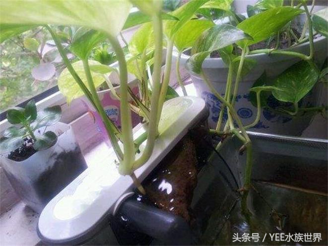 鱼缸不换水能加一点点高锰酸钾吗,鱼缸不换水杀菌