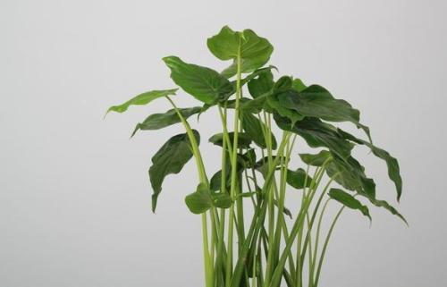 养殖滴水观音怎么让它死,滴水观音根部腐烂怎么办