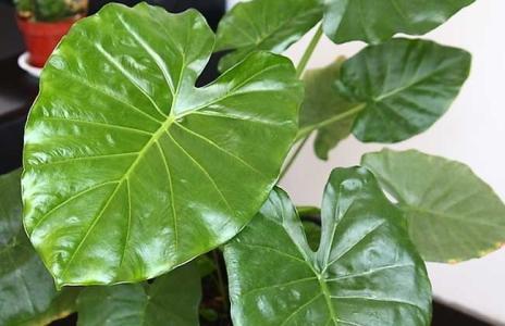 滴水观音根部腐烂有小白虫怎么办,滴水观音怎样修剪腐烂根部