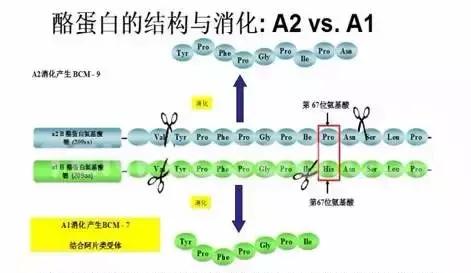 澳洲a2全脂奶粉罐装,澳洲新西兰全脂奶粉最低价