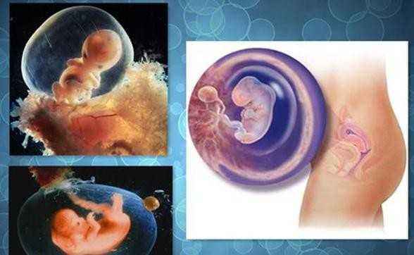 受孕着床过程真人,受孕着床过程走近科学