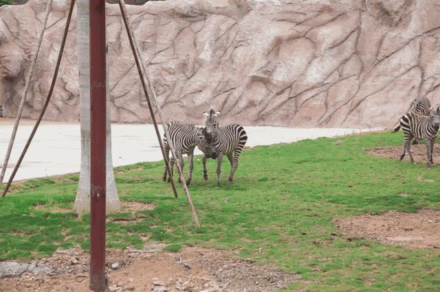 福清野生动物园游览车,福清野生动物园攻略