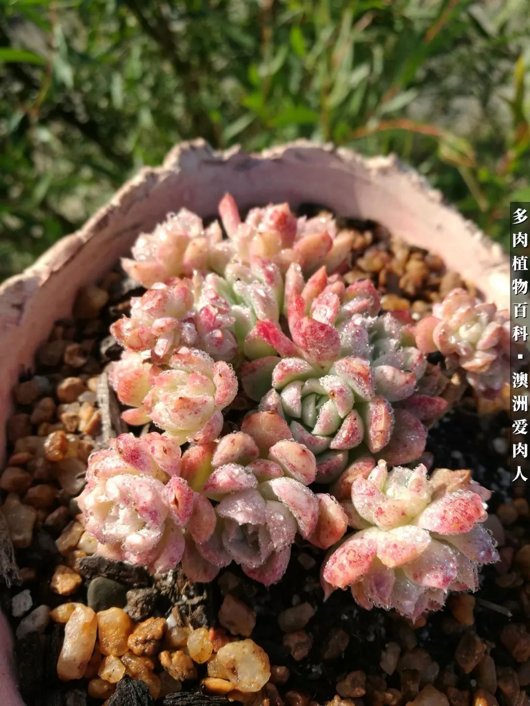 最耐晒的八款多肉,暖阳下的多肉美的不得了