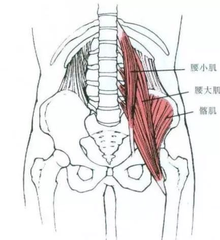 锻炼腰部肌肉时盆骨后侧不舒服,锻炼竖脊肌改善骨盆前倾