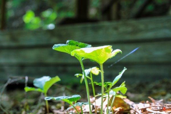 抚顺攻略,抚顺深度游攻略游记