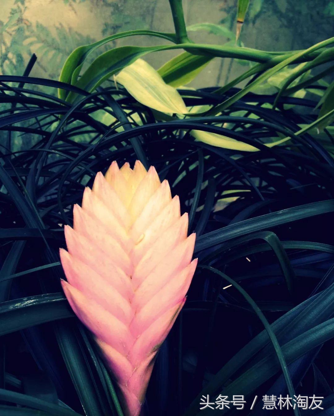 紫凤梨变绿后怎么养,紫凤梨干枯怎么办