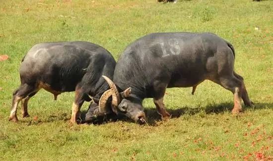 云南春节火把节,云南过完火把节不过春节了吗