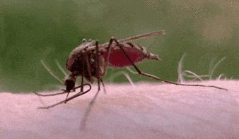 澳洲药房销量冠军，英国女王认证，无蚊一夏就靠它！