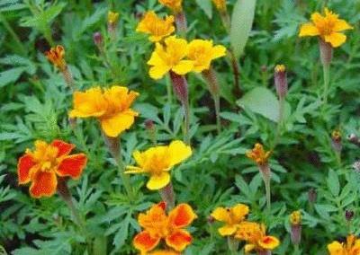 盘点各国的国花是什么,世界各国的国花你都认识吗