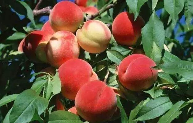 夏天健康的100个常识,关于夏天健康小常识5条