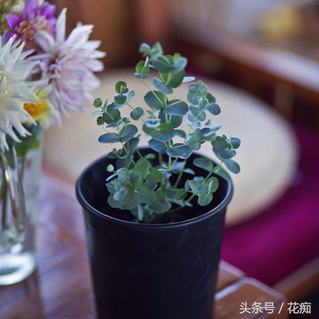 尤加利树绿植效果图,尤加利绿植的养法