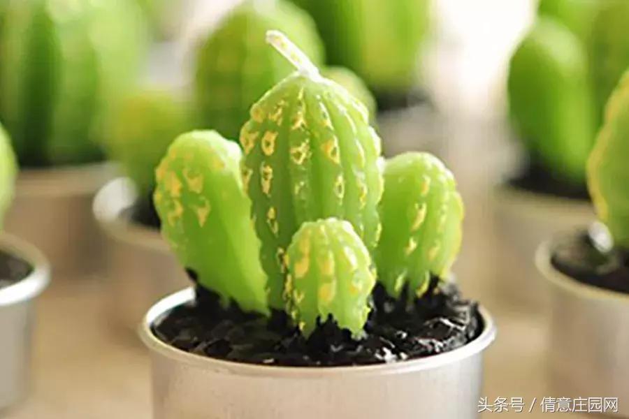 多肉到底可不可以吃,所有多肉都可以吃吗