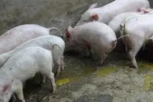 猪腹泻常见的五种类型及治疗方法,水样腹泻的原因和治疗方法