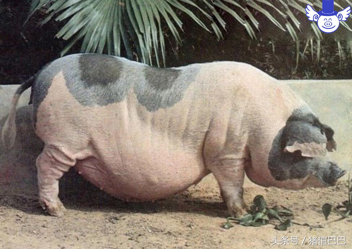 妊娠期母猪便秘的四个主流应对方案，无需用药轻松解决