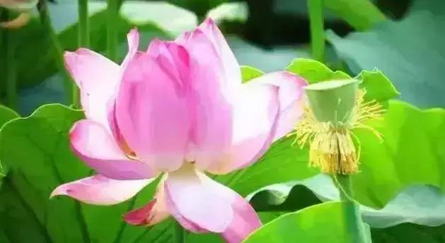 去沈阳哪里看荷花好玩一点,沈阳荷花旅游文化节时间