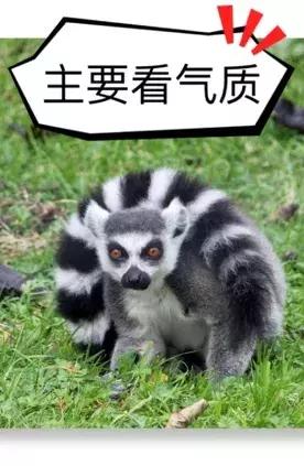 动物好伙伴之动物欢乐岛,超级有趣的动物知识