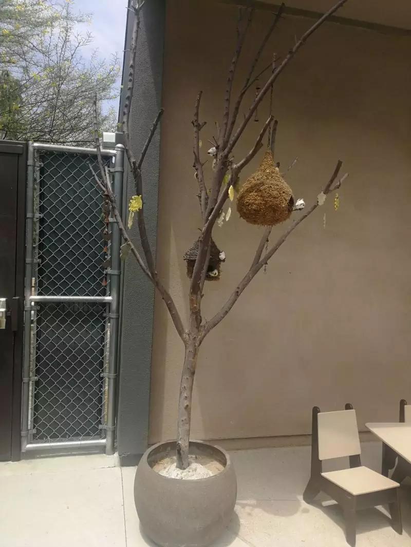 中国园长在美国｜亲身感受中美幼儿园的不同特色！