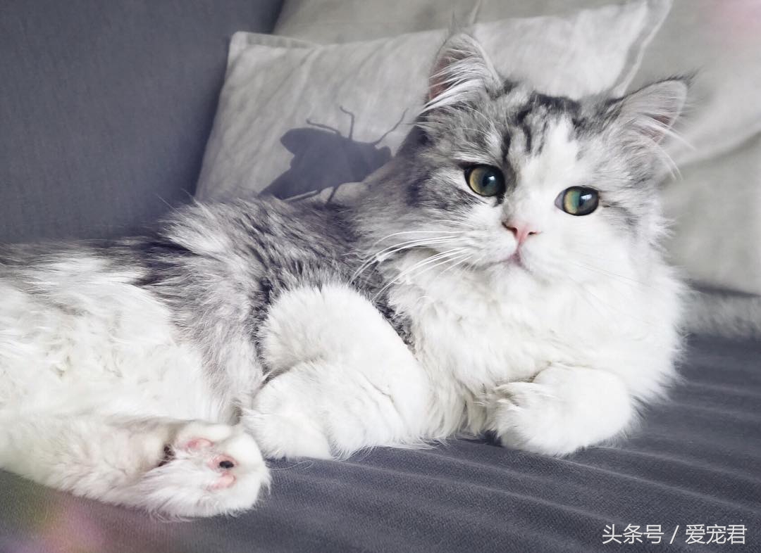 天气炎热猫咪能生存吗,夏季猫咪暴晒可以吗