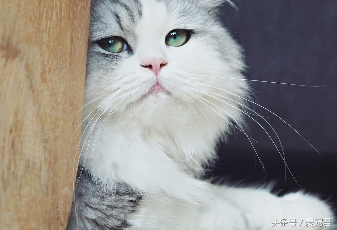 天气炎热猫咪能生存吗,夏季猫咪暴晒可以吗