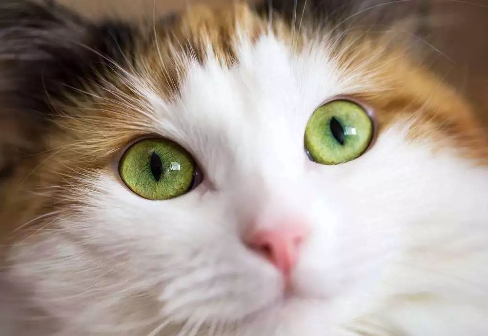 猫怎么看公母,猫咪健康百科