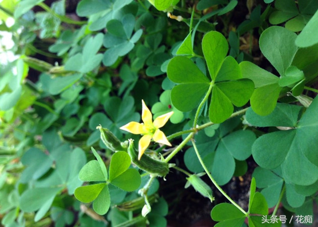 花盆里长很多三叶草怎么消灭,花盆三叶草