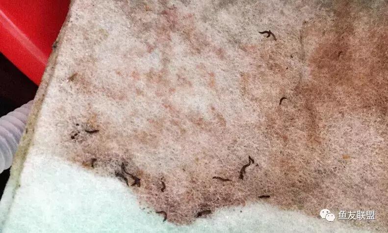 滤棉上的小黑虫,过滤棉上有透明的小虫卵