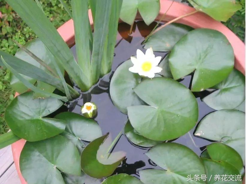 水缸里的睡莲开花了怎么办,最好的睡莲养在水缸里的技巧
