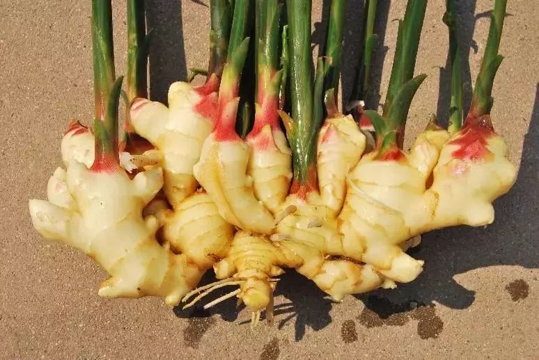 别小看葱姜蒜，这三个区域公用品牌不仅热销国内市场，还被卖到全世界！